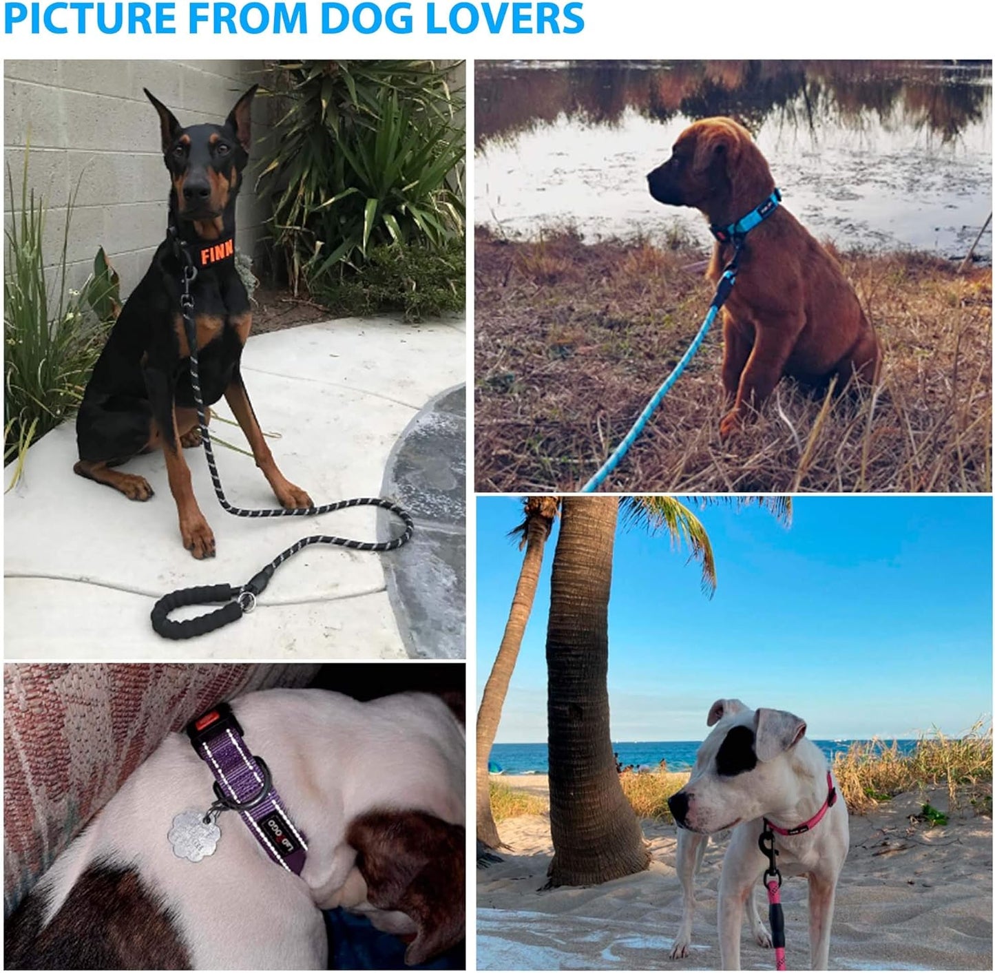 Heavy Duty Dog Leash - Comfortable Padded Handle, 5 ft Long - Dog Leashes for Small Medium Large Dogs (Leash+Collar M Neck 16"-20", Black)