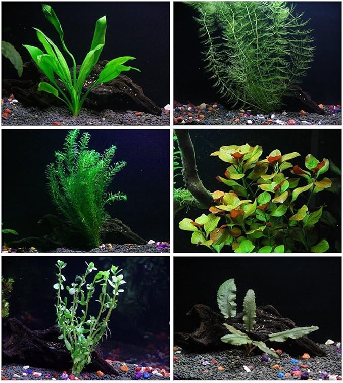18 Plants Bundle / 6 Species Live Aquarium Plants Package - Microsorum, Amazon Sword, Anubias, Moneywort, Hornwort, etc. (75+ Gallon Aquariums)