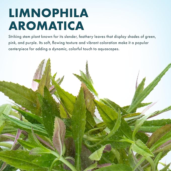 Live Aquarium Stem Plants - Freshwater Aquatic Plant for Fish Tanks, Aquascaping - (Limnophila Aromatica, 1 Bunch)