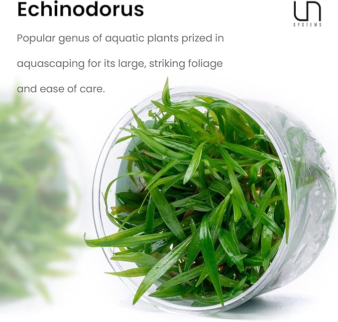 Ultum Nature Systems Live Tissue Culture - Echinodorus 'Reni' (Echinodorus reni) - Easy - Medium to High Light - Red and Green Accent - Midground - 100% Snail Free Grown in-Vitro - Small Cup