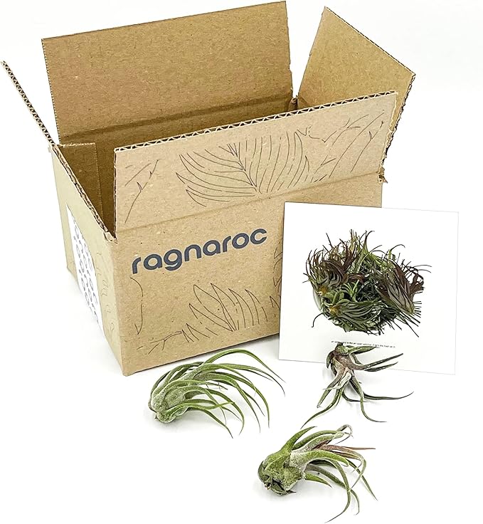 Air Plants - Tillandsia Pruinosa, Large 3-5" - 3ct - Live Arrival Guaranteed - House Plants for Home Decor & Gift