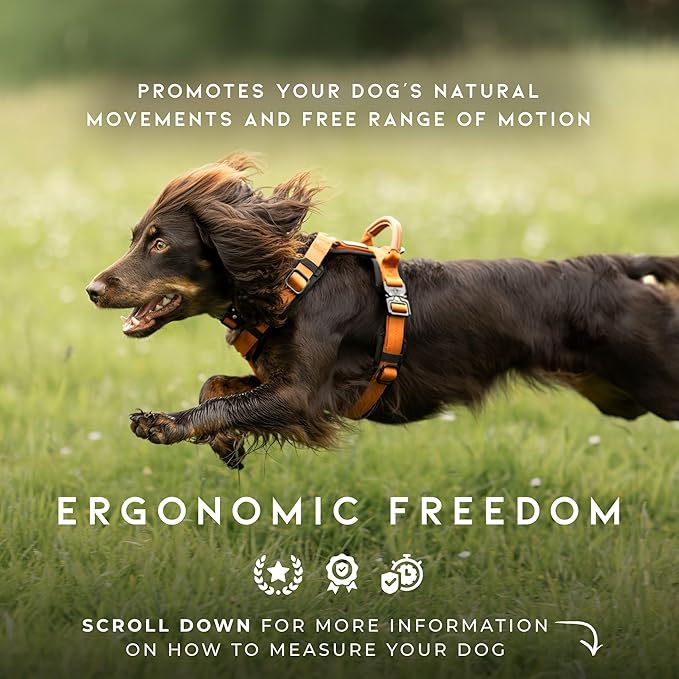 MADE TO ROAM Premium Explorer Harness - Y-Shaped Dog Harness with Adjustable Durable Nylon, Soft Padding, Metal Buckles and Leather Handle for Small, Medium, Large Dogs (Florida Seaside, Size 1)