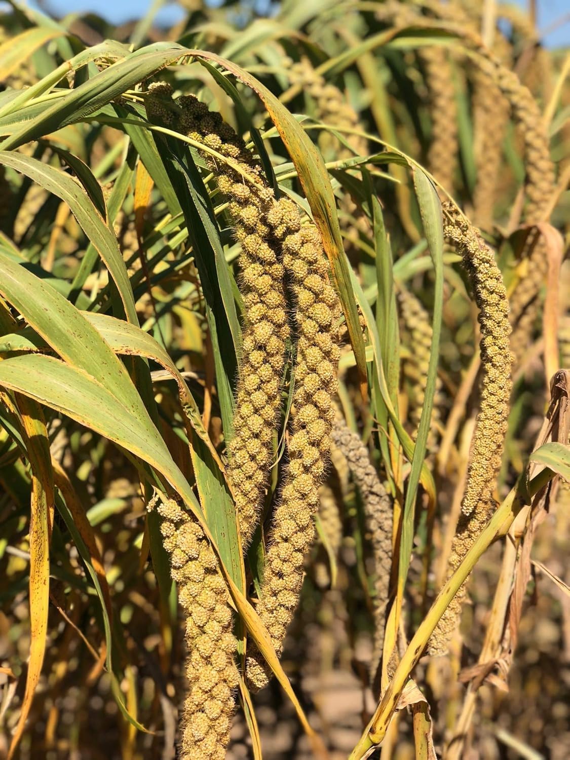 Nemeth Farms- GMO-Free Sun Dried Spray Millet | (No Stems Only Edible Tops) The Original Bird Treat and Supplement for All Pet Birds Parakeets, Cockatiels, Lovebirds and Finches 25lbs