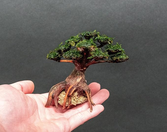 Live Aquarium Plants on Driftwood, Lava Rock, Moss, Fiber Mat - Freshwater Fish Tanks - Easy, Beginner Friendly (Moss on Bonsai Tree, Extra Small)