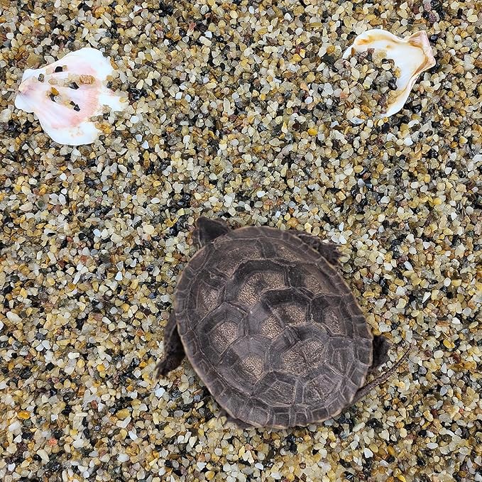 10 lbs Aquarium Sand, 1/16 Inch Fish Tank Gravel. Decorative Coarse Sand Pea Gravel for Aquarium Substrate, Terrariums, Vase, Plant, Soil Cover and Outdoor Landscaping Small River Rocks