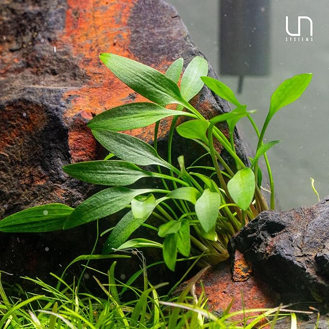 Ultum Nature Systems Cryptocoryne Parva Tissue Culture Live Plant for Aquarium, Freshwater Fish Tank, Aquascaping - 100% Snail Free in Vitro