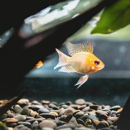 40lbs Black River Rocks, 1-2 Inch Natural Unpolished Bulk Pebbles, Hand-Picked Premium Stones for Landscaping and Garden Design, Fish Tank, Flower Pots, Pathways and Backyard