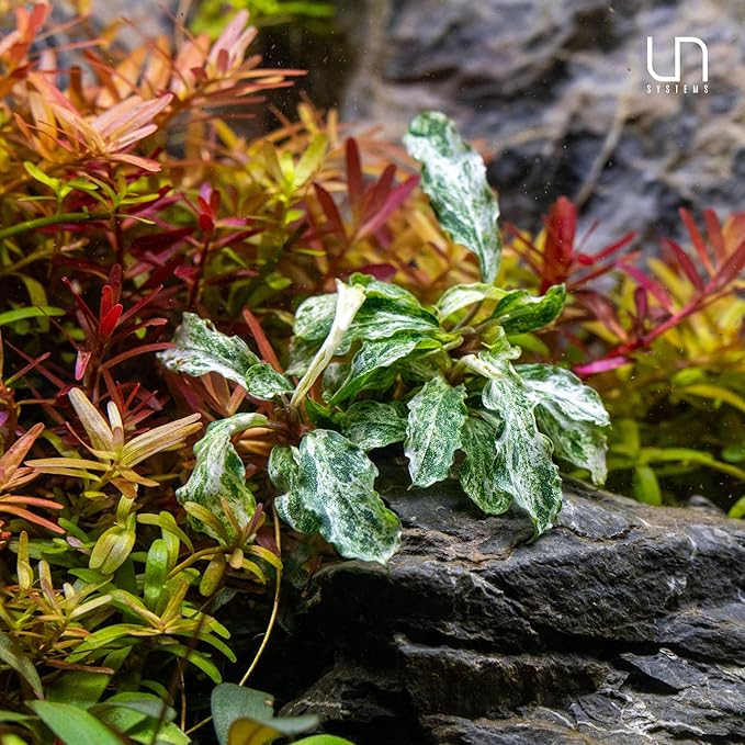 Ultum Nature Systems Live Tissue Culture - Bucephalandra Brownie Phoenix - Easy, Low-Med Light - Dark Green, Red, Purple Accent - Foreground to Midground - 100% Snail Free Grown In-Vitro - Regular Cup