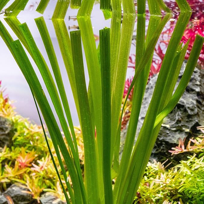 Live Plant - Tall Grass, Vallisneria Gigantea - Easy Care, Moderate to High Light, Bright Green Accent, Freshwater Aquatic Plant for Aquascaping - Lead Bunch