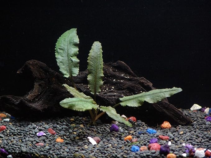 18 Plants Bundle / 6 Species Live Aquarium Plants Package - Microsorum, Amazon Sword, Anubias, Moneywort, Hornwort, etc. (75+ Gallon Aquariums)