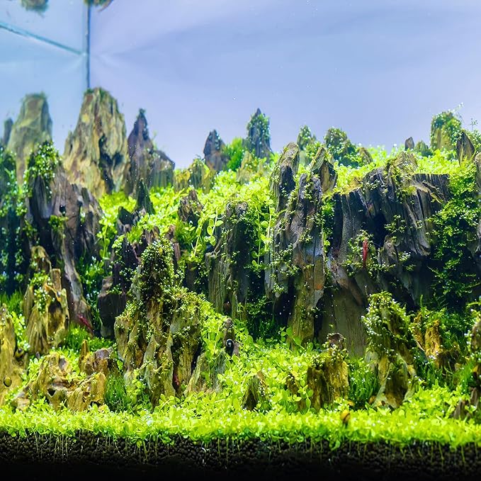 6-8 Inches Natural Dragon Stone 6 PCS Aquarium Rocks for Aquascaping, Aquarium Landscaping, Terrariums, Fish Tank Decoration, Vivariums, Paludarium, Reptile and Amphibian Enclosures