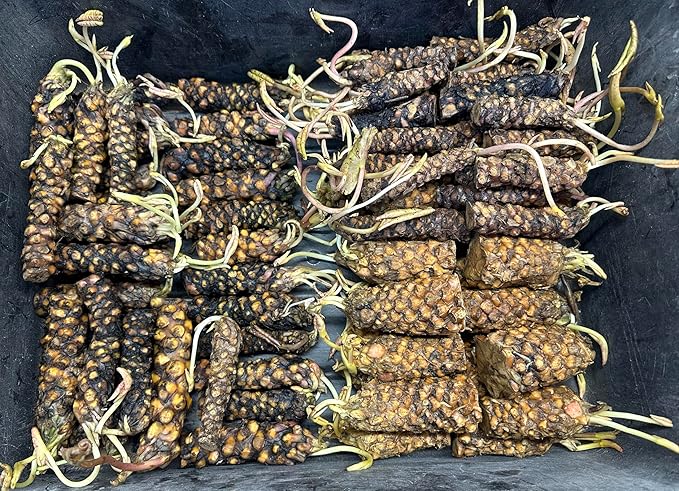 Live Hardy Water Lily Tubers Rhizomes Bulb Seed Nymphaea Aquatic Pond Plants Water Gardens Pre-Grown Flower in White Pink Red Yellow Orange Blue Purple (1, 3 Pk Hardy Lily Mix)