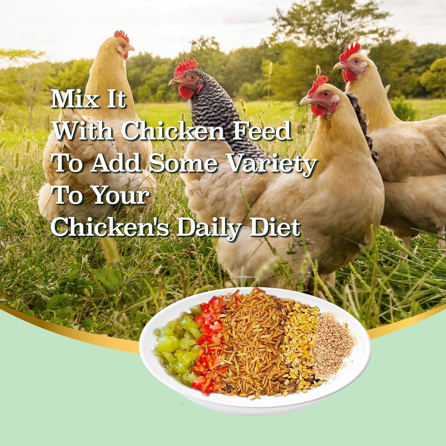 5.5LB Dried Black Soldier Fly Larvae, More Calcium Than Dried Mealworms, High Protein Chicken Feed, Poultry Treat