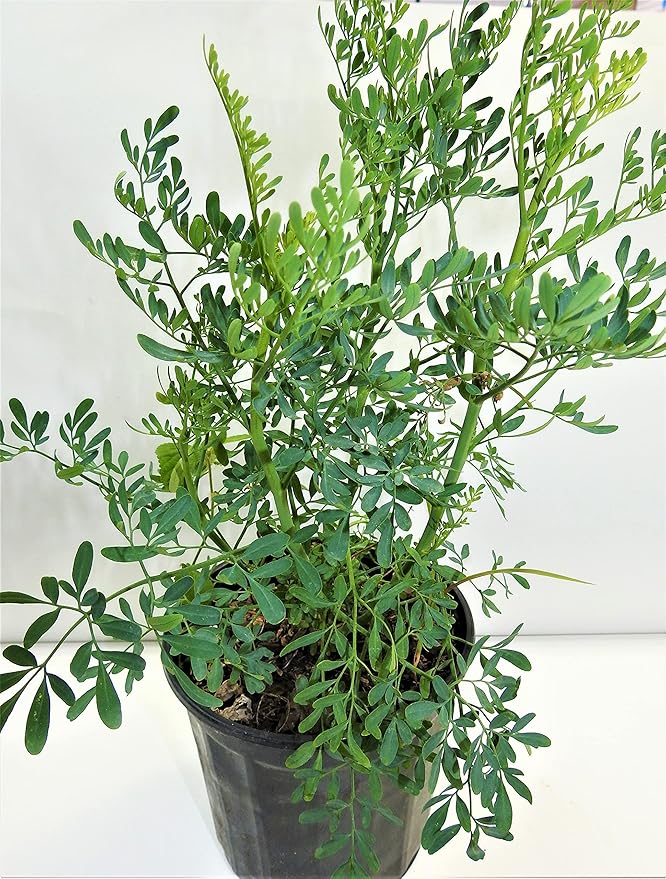 ruda rue Full Plant with Root, GREEN